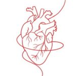 corazón anatomico