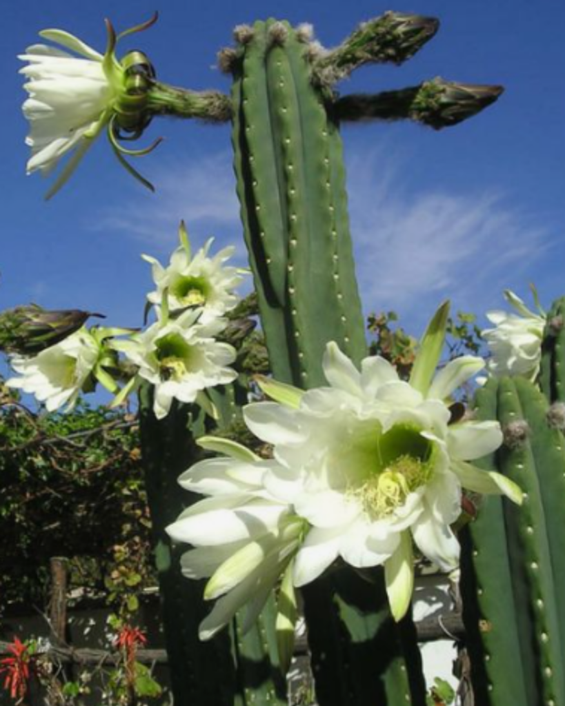 san pedro medicina